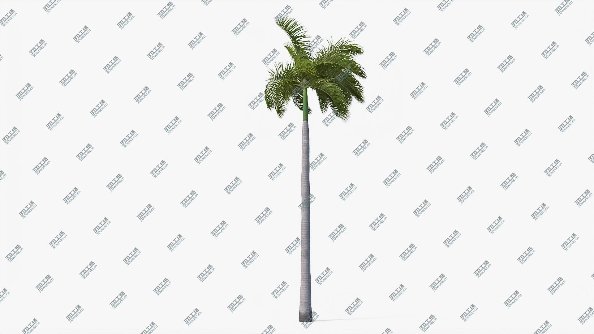 images/goods_img/2021040232/3D Palms Royal 02 model/4.jpg